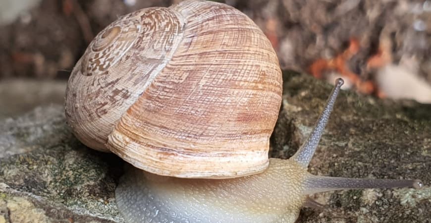 Como preparar caracóis para a paella valenciana