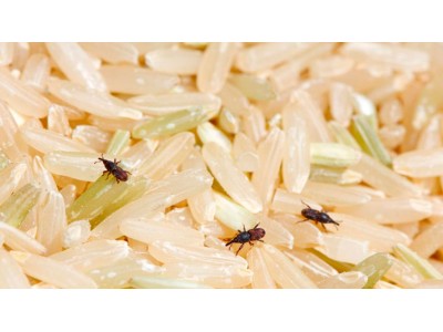 O arroz tem prazo de validade? Tudo o que deve saber sobre a sua conservação